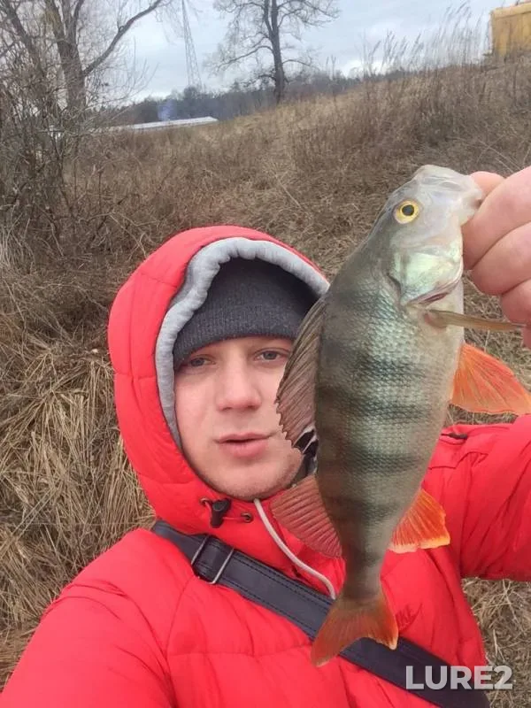 Perch — Kiїvska oblast, Mar 13, 2016