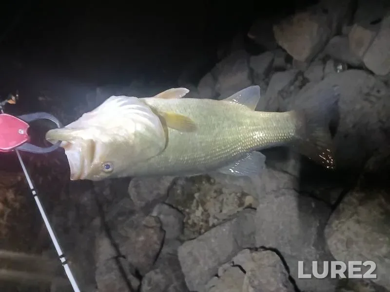Largemouth bass — La Crosse River, Jul 15, 2018