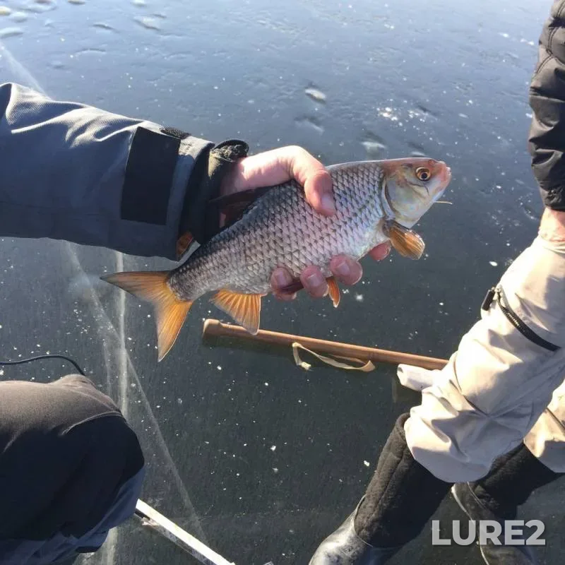 Roach — Dnepr, Feb 07, 2016