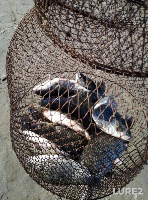 Crucian carp — Krasnoyarskoye, May 06, 2019