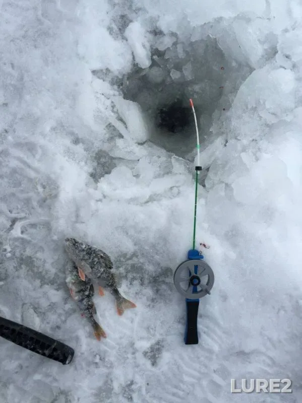 Perch — Konik, Jan 23, 2016