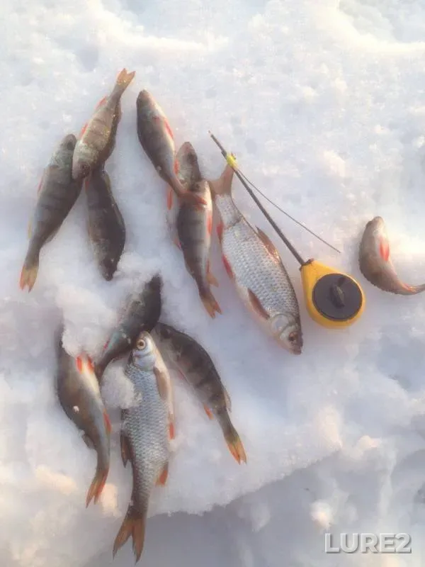 Perch, Roach — Almaznoye, Jan 16, 2016