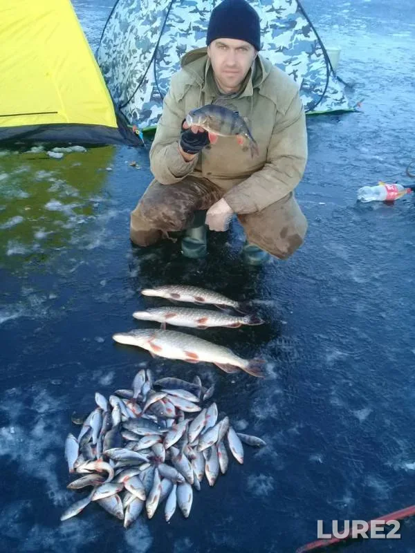 Perch, Pike — Kіrovogradska oblast, Oleksandrіyskiy rayon, Jan 29, 2018