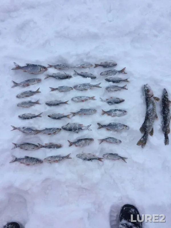 Pike, Roach — Vasilyevskoye, Feb 12, 2017