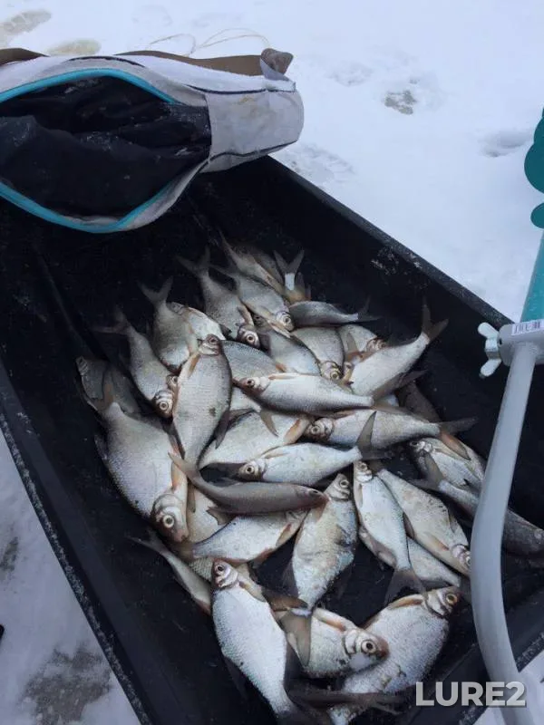 White bream — Ilmen, Dec 26, 2016