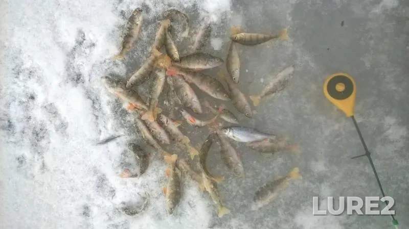 Perch, Roach — Chemoshurskiy, Nov 07, 2016