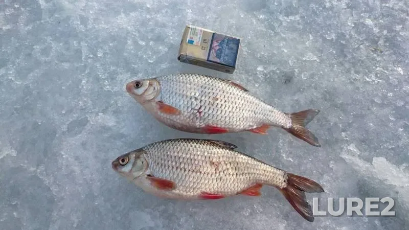 Roach — Kremichenka, Mar 26, 2016