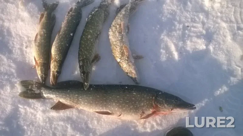 Pike — Orlovskaya oblast, Mar 02, 2016