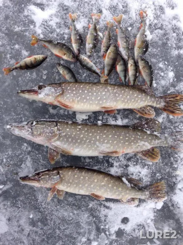 Perch, Pike — Mzhut, Feb 07, 2016