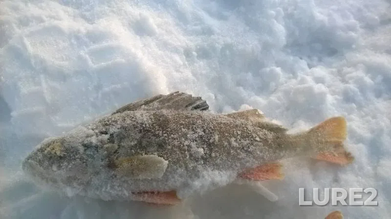 Perch — Chemoshurka, Jan 16, 2016