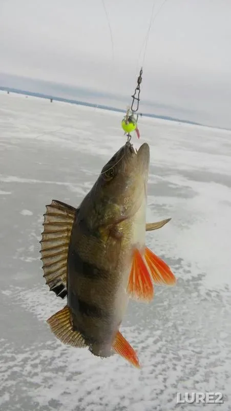 Perch — Ik, Dec 05, 2015