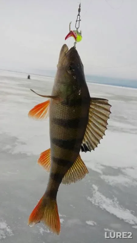 Perch — Ik, Dec 05, 2015
