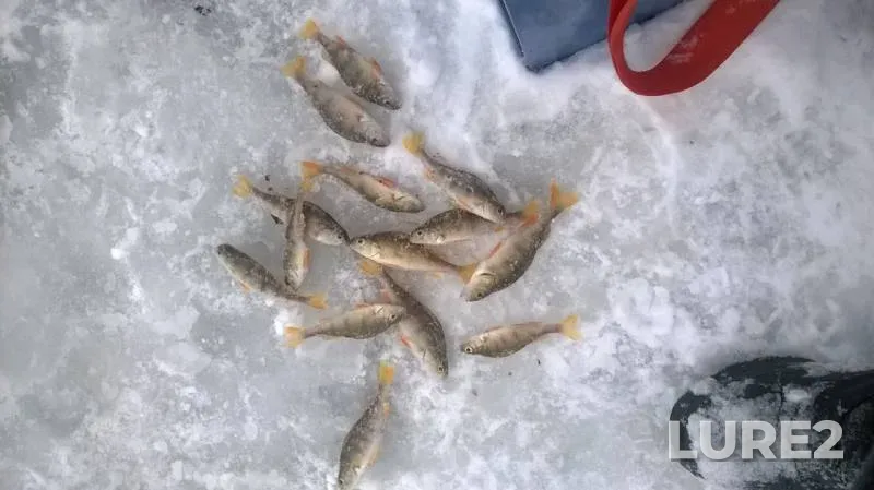 Perch — Chemoshurskiy, Dec 05, 2015