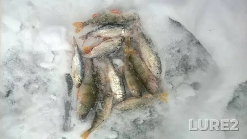 Perch, Roach — Chemoshurskiy, Nov 28, 2015
