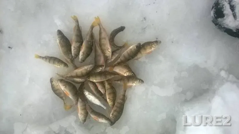 Perch — Chemoshurskiy, Nov 22, 2015