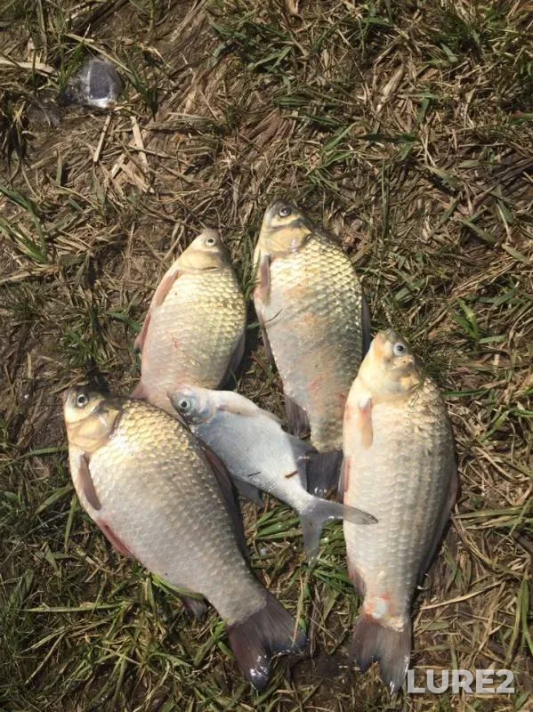 Bream, Crucian carp — Kurnalka, Jul 14, 2019
