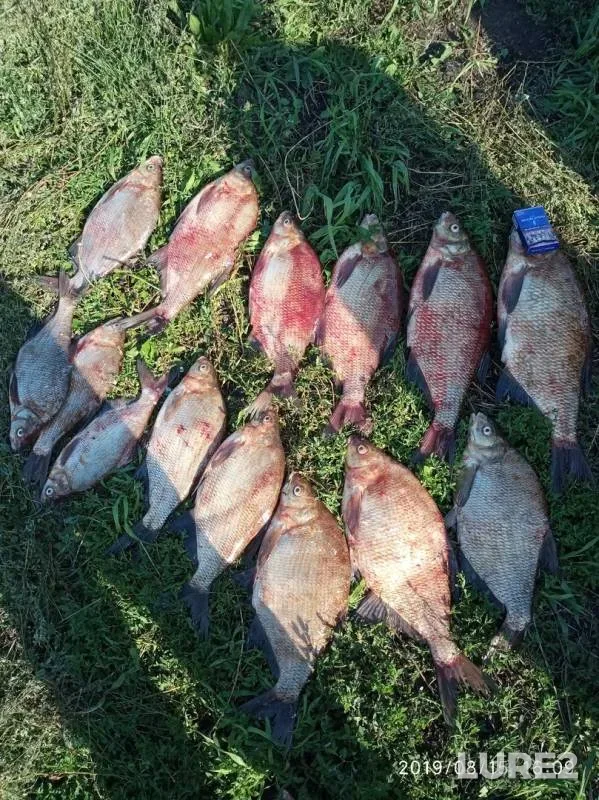 Bream — Yukhmachka, Aug 16, 2019