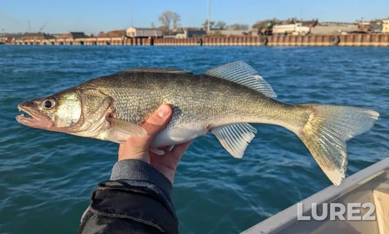 Walleye — Detroit River, Nov 11, 2019, 9:54 AM