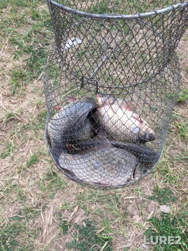 Crucian carp — Kurnalka, Jun 25, 2019