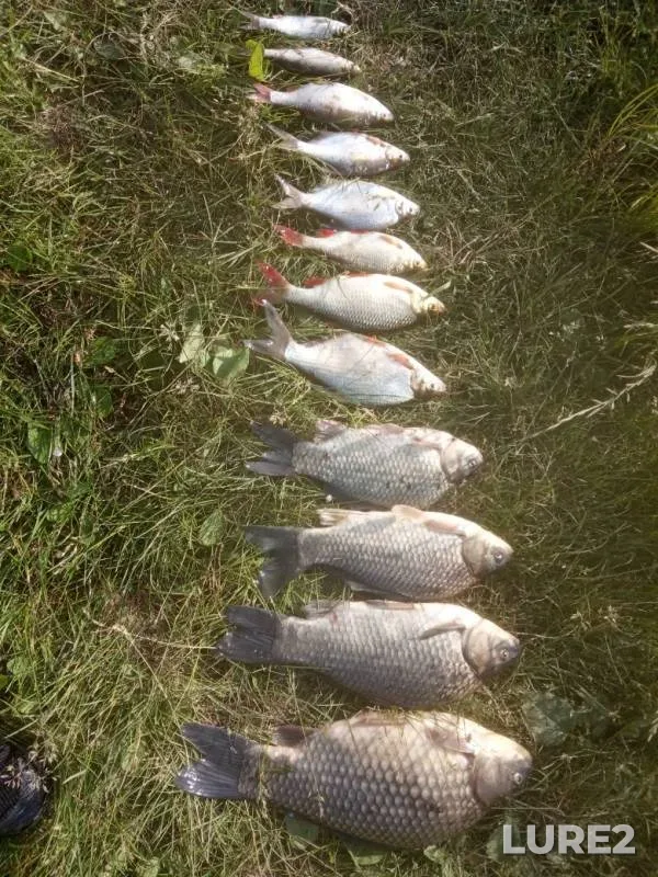 Crucian carp, Rudd — Respublika Tatarstan, Jun 04, 2019