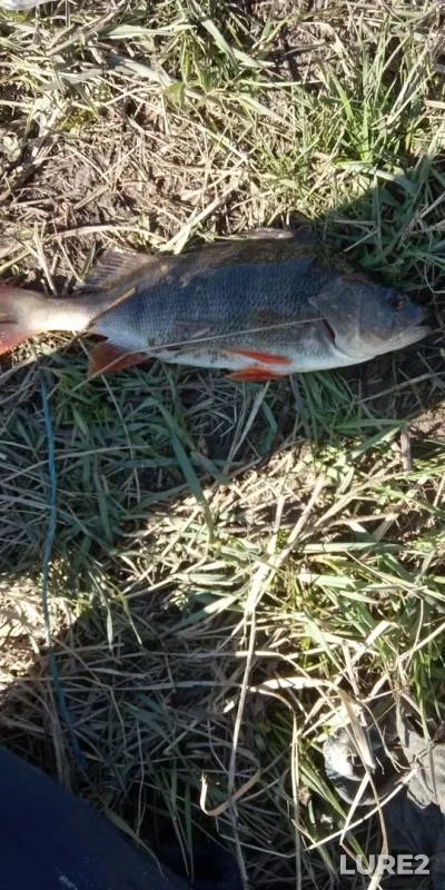 Crucian carp, Perch — Tolkishka, May 02, 2019