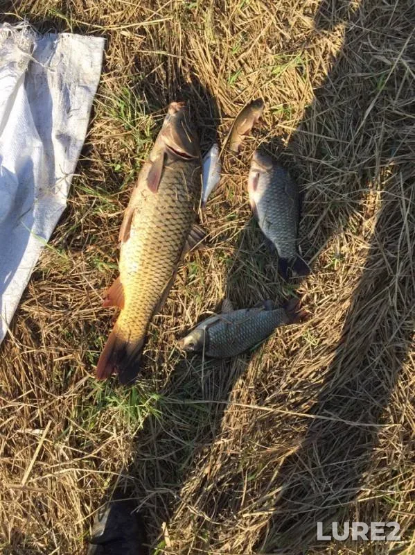 Carp, Crucian carp — Respublika Tatarstan, May 11, 2019