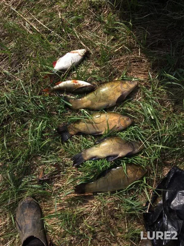 Crucian carp, Perch — Respublika Tatarstan, May 14, 2019