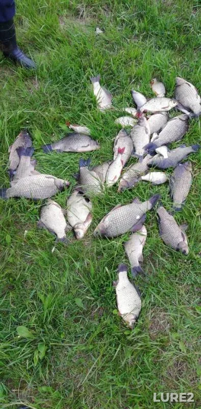Crucian carp — Respublika Tatarstan, May 29, 2019