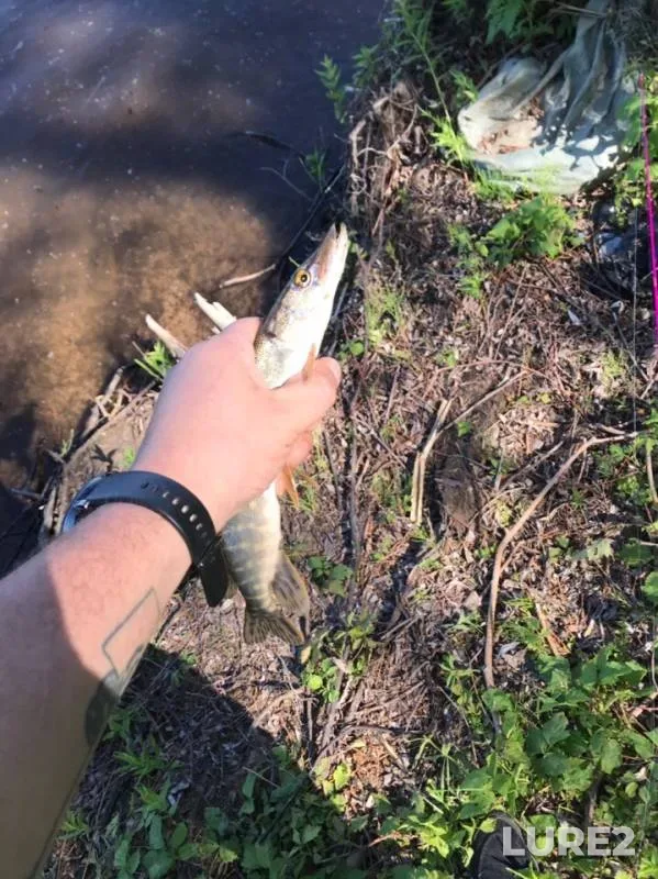 Pike — Kama, Jun 09, 2019