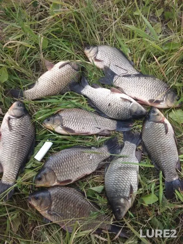 Crucian carp — Respublika Tatarstan, Jun 26, 2019