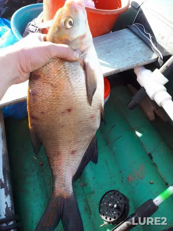 Bream — Kama, Aug 24, 2019