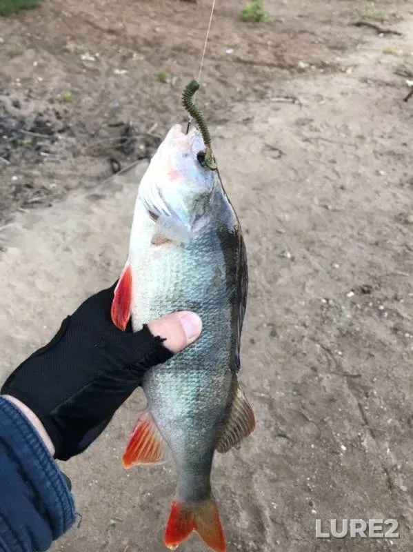 Perch — Kama, Aug 31, 2019
