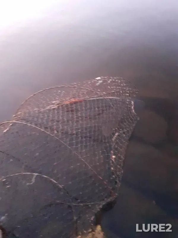 Carp — Respublika Tatarstan, Sep 04, 2019