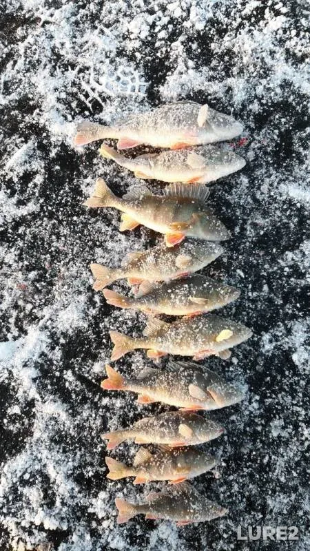 Perch — Respublika Tatarstan, Nov 23, 2019