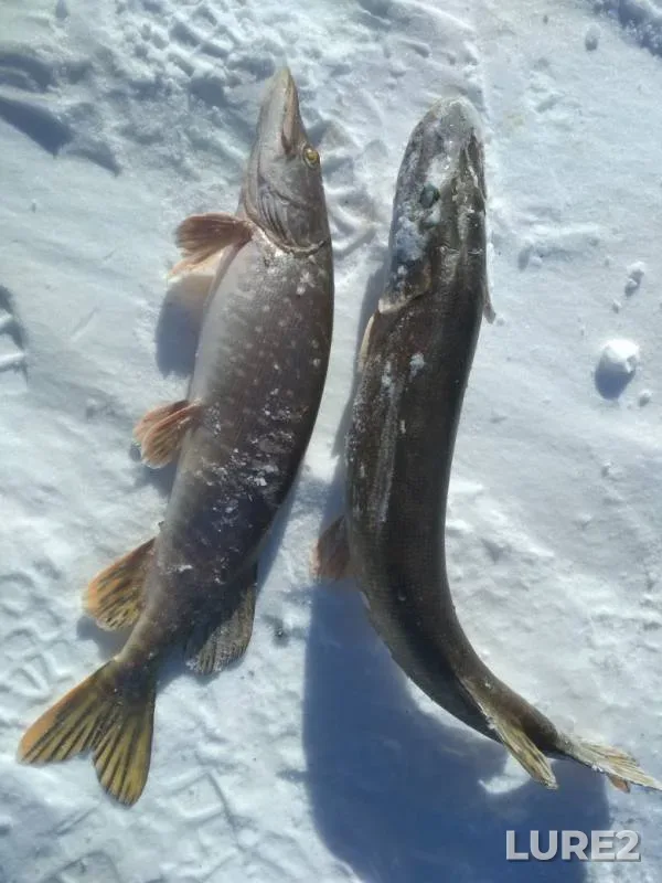 Pike — Sheksninskoye, Mar 07, 2019