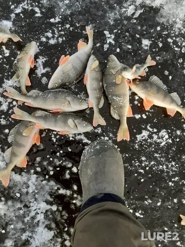 Perch — Respublika Tatarstan, Nov 26, 2019