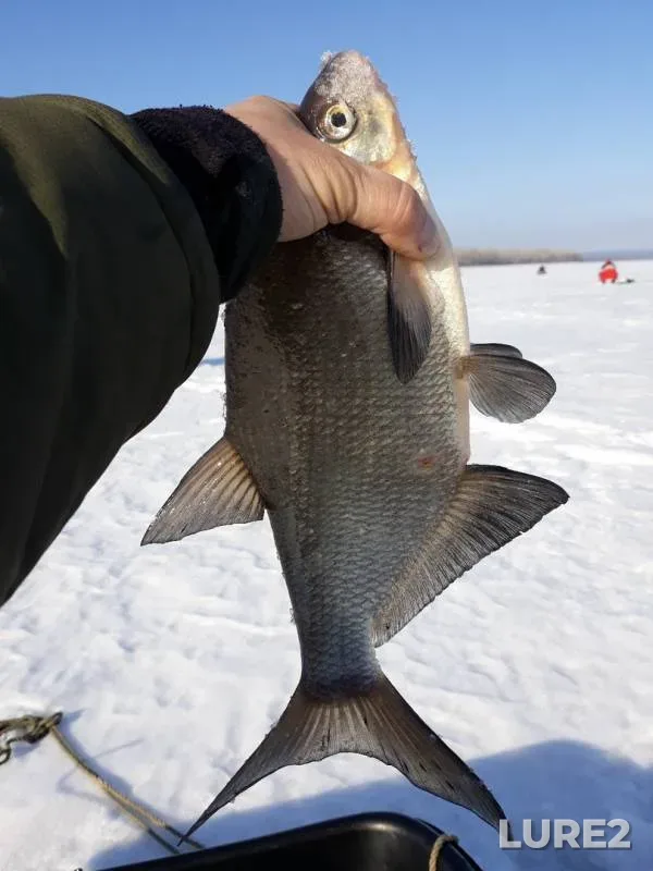 Bream, Zander — Kama, Mar 10, 2019