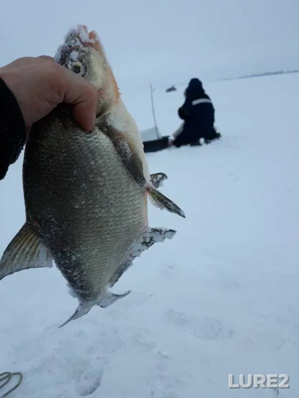 Bream — Kama, Mar 09, 2019