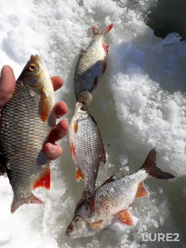 Roach — Respublika Tatarstan, Mar 04, 2019