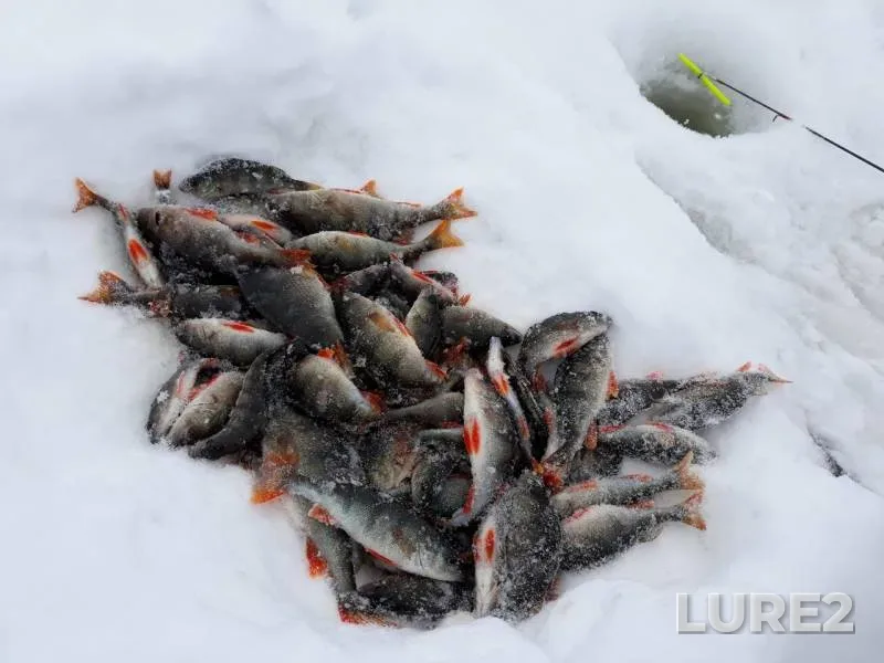 Perch — Respublika Tatarstan, Mar 02, 2019