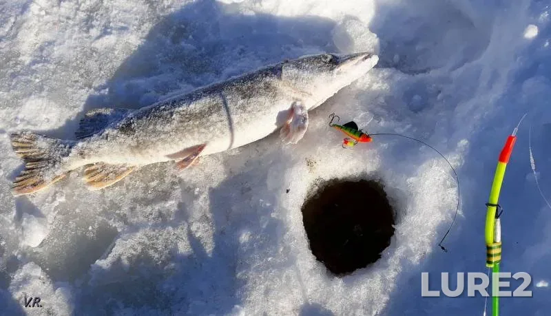 Pike — Kama, Feb 10, 2019