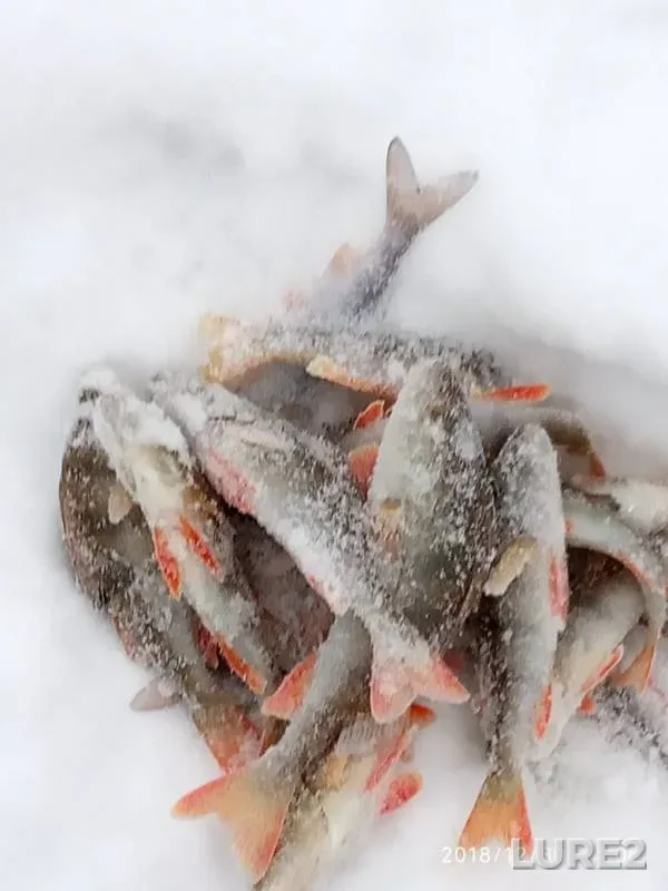 Perch — Lezha, Dec 31, 2018