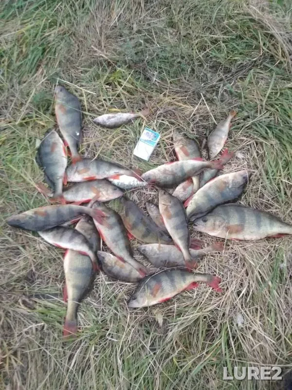 Perch — Respublika Tatarstan, Oct 06, 2018