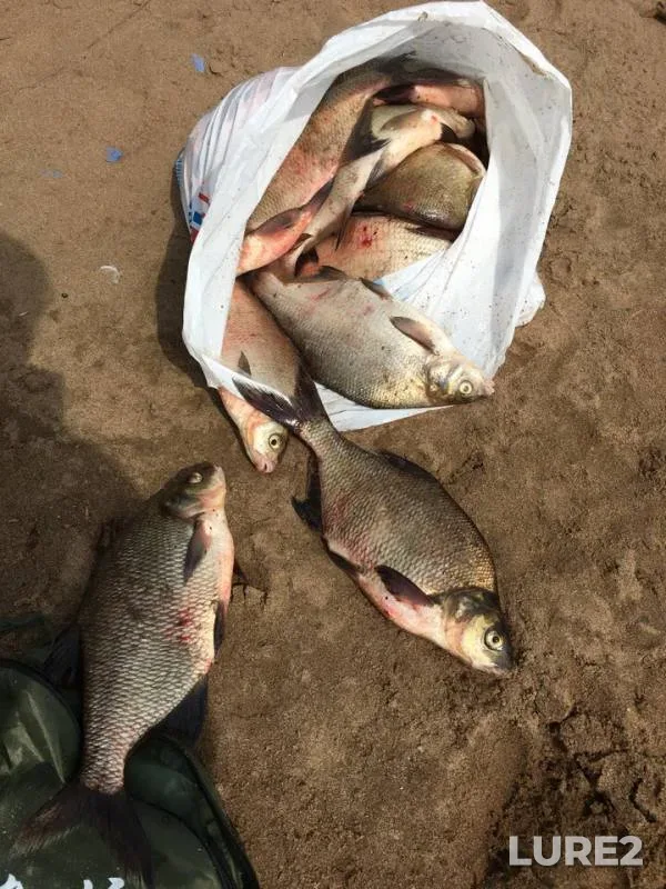Bream — Kama, Aug 05, 2018