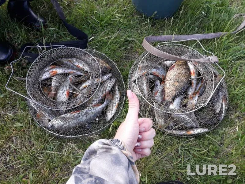 Perch — Izgarka, Jun 06, 2018