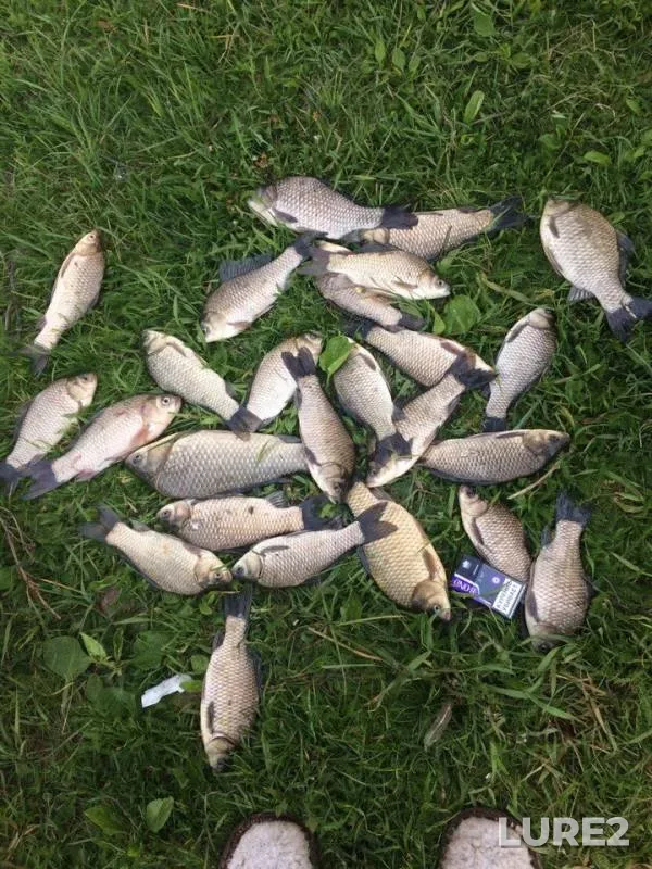 Crucian carp — Kama, Jun 06, 2018