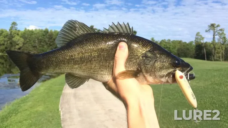 Largemouth bass — Florida, Collier County, Jun 18, 2018