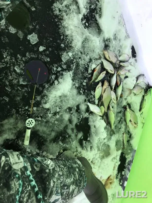 Bream, Perch — Maralka, Nov 18, 2018