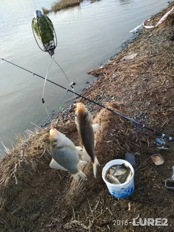 Crucian carp — Uyelgi, Jun 10, 2018