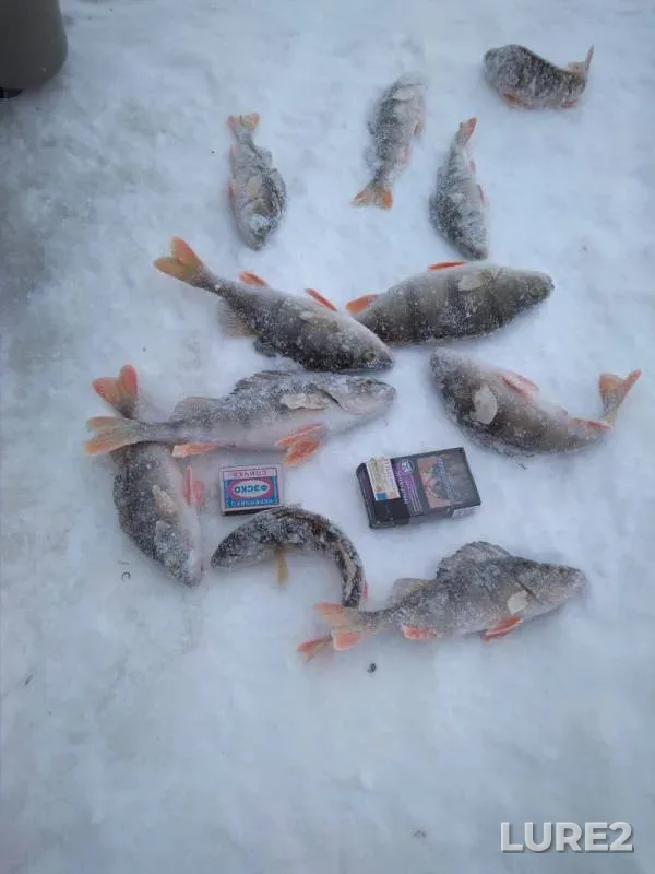 Perch — Vologda, Feb 16, 2018